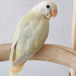 LOVEBIRD