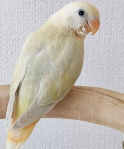 LOVEBIRD