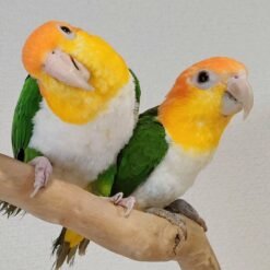 PAIR OF CONURE