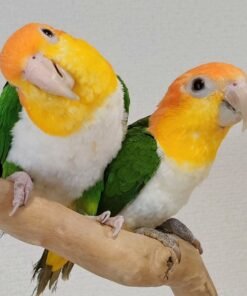PAIR OF CONURE