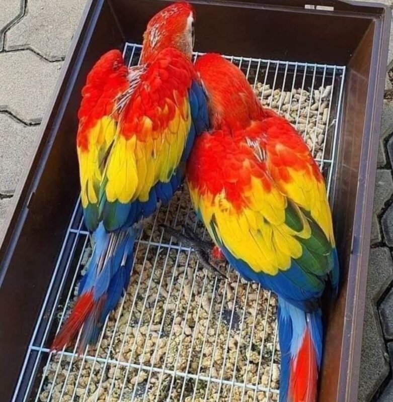 Scarlet Macaw Birds for Sale
