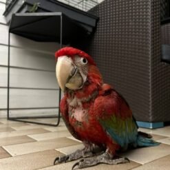 Green Wing Macaw for Sale