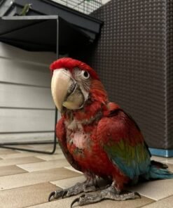 GREEN RED WING MACAW