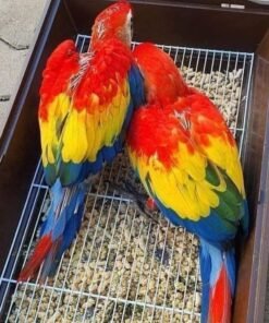 MACAW