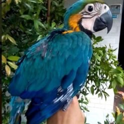 Blue and Gold Macaw for Sale