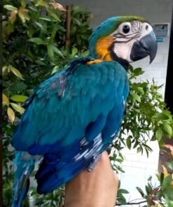 GOLD BLUE MACAW