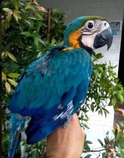 Blue and Gold Macaw for Sale