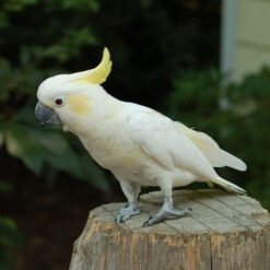 Sulphur-crested Cockatoo Bird for Sale