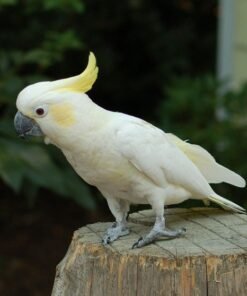 UMBRELLA COCKATOO