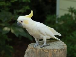 Sulphur-crested Cockatoo Bird for Sale