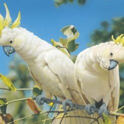 1 Pair of Sulphur Crested Cockatoo for Sale