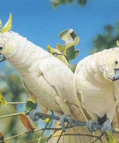 A PAIR OF UMBRELLA COCKATOO