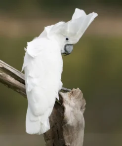 UMBRELLA COCKATOO