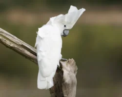 Cockatoo Umbrella Parrot for Sale