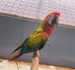 Green Wing Macaw for Sale | Name: Lala
