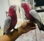 Galah Cockatoo bird pair for sale