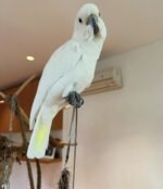 White Cockatoo for Sale | Name: Bran, Age: 5 Months