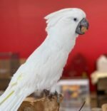 Umbrella Cockatoo for Sale | Name: Naina