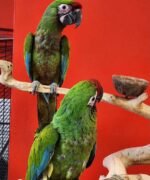 Chestnut Fronted Macaw for Sale