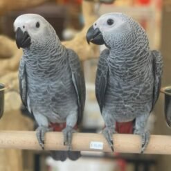 AFRICAN GREY PAIR (COUPLE)
