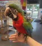 Macaw Green Wing for Sale