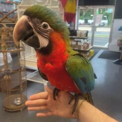 Macaw Green Wing for Sale