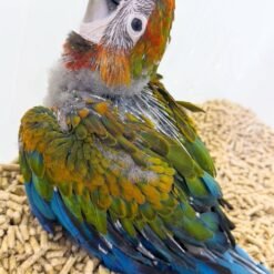 GREEN WING MACAW