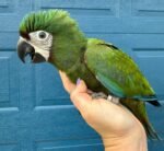 Chestnut Fronted Macaw for Sale