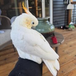 UMBRELLA COCKATOO