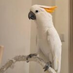 Citron Cockatoo for Sale | Name: Sumba