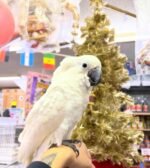 Greater Sulphur Crested Cockatoo for Sale