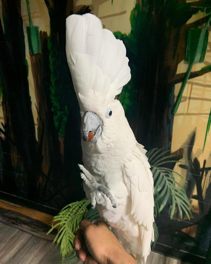 WhatsApp Image 2025-12-01 at 20.22.11_50d498bb Umbrella Cockatoo Bird for Sale | Age: 7 Months
